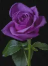 purple rosa