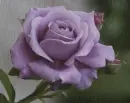 purple rosa