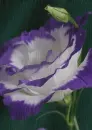 lisianthus