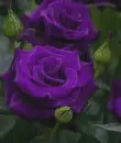 purple lisianthus