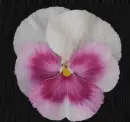 pansy
