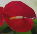 red calla