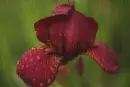 red iris