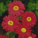 red daisies