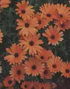 orange osteospermum