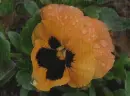 orange pansy