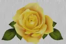 yellow rosa