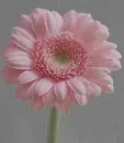 pink gerbera