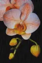 orchids