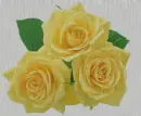 yellow rosas