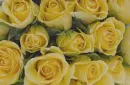 yellow rosas