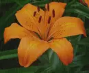 orange lily