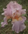iris