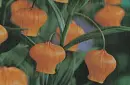 orange flowers