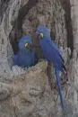 hyacinth macaw