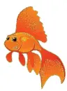 gold fish