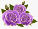 purple rosas