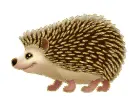 hedgehog