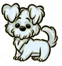 maltese dog