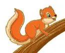 squirrel