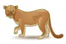 puma