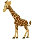 giraffe