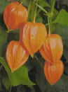 Chinese Lantern
