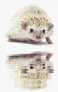 hedgehog