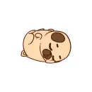 pug