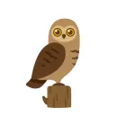 owl