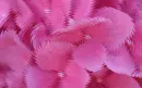 pink flower
