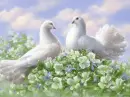 pigeons
