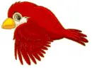 red bird