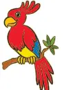 parrot