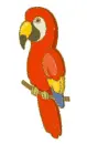 parrot