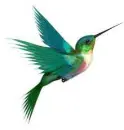 hummingbird