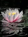 water lily