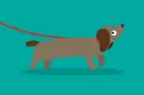 dachshund