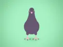 pigeon