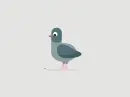 pigeon eating