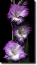 purple gladiola