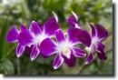purple orchid