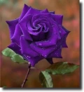 purple rosa