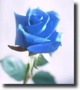 blue rosa