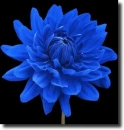 blue dahlia