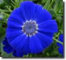 blue cineraria