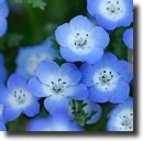 blue nemophila