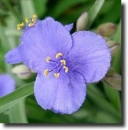 blue tradescantia