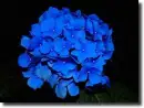blue hydrangea