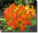orange freesia